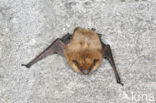 Laatvlieger (Eptesicus serotinus)