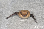 Laatvlieger (Eptesicus serotinus)