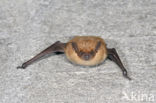 Serotine (Eptesicus serotinus)