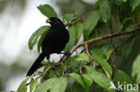 Velvet-fronted Grackle (Lampropsar tanagrinus)