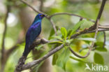 Black-bellied Glossy-Starling (Lamprotornis corruscus)