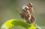 Landkaartje (Araschnia levana)