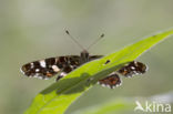 Landkaartje (Araschnia levana)