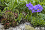 Langgespoord viooltje (Viola calcarata)