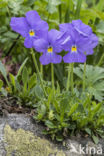 Langgespoord viooltje (Viola calcarata)