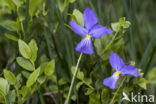 Langgespoord viooltje (Viola calcarata)