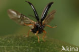 Langsprietberkenhaantje (Luperus longicornis)