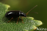 Langsprietberkenhaantje (Luperus longicornis)