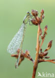 Blue-tailed Damselfly (Ischnura elegans)