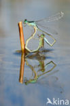 Scarce Blue-tailed Damselfly (Ischnura pumilio)