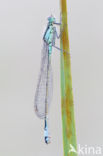 Lantaarntje (Ischnura elegans)