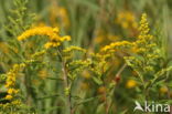 Late guldenroede (Solidago gigantea)