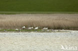 Lepelaar (Platalea leucorodia)