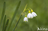 Leucojum aestivum ssp aestivum