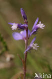 Heath Milkwort (Polygala serpyllifolia)