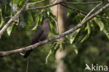 Plumbeous Pigeon (Patagioenas plumbea)