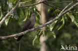 Loodgrijze duif (Patagioenas plumbea)