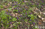 Sweet Violet (Viola odorata)