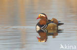 Mandarijneend (Aix galericulata)