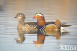 Mandarin (Aix galericulata)