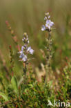 Mannetjesereprijs (Veronica officinalis)