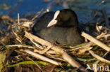 Meerkoet (Fulica atra)