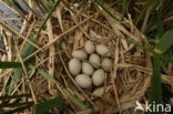 Common Coot (Fulica atra)