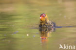 Common Coot (Fulica atra)