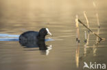 Common Coot (Fulica atra)