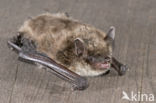 Pond Bat (Myotis dasycneme)