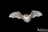 Pond Bat (Myotis dasycneme)