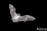 Pond Bat (Myotis dasycneme)