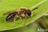 Meidoornzandbij (Andrena carantonica)