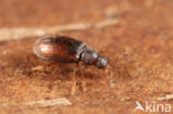 Melanophthalma suturalis