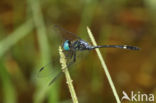 Micrathyria catenata