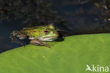 Edible Frog (Rana klepton esculenta