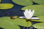 Middelste groene kikker (Rana klepton esculenta