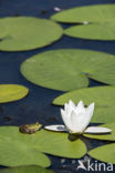 Middelste groene kikker (Rana klepton esculenta