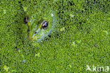 Edible Frog (Rana klepton esculenta