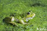 Edible Frog (Rana klepton esculenta