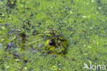 Middelste groene kikker (Rana klepton esculenta