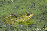 Middelste groene kikker (Rana klepton esculenta