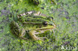 Middelste groene kikker (Rana klepton esculenta