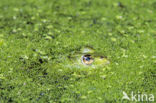 Middelste groene kikker (Rana klepton esculenta