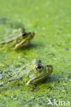 Middelste groene kikker (Rana klepton esculenta