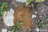 Mierenleeuw (Myrmeleontidae sp.)