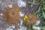 Antlion (Myrmeleontidae sp.)