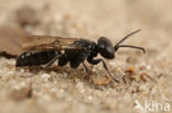 Miscophus spurius