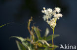 Moerasspirea (Filipendula ulmaria)