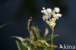 Moerasspirea (Filipendula ulmaria)